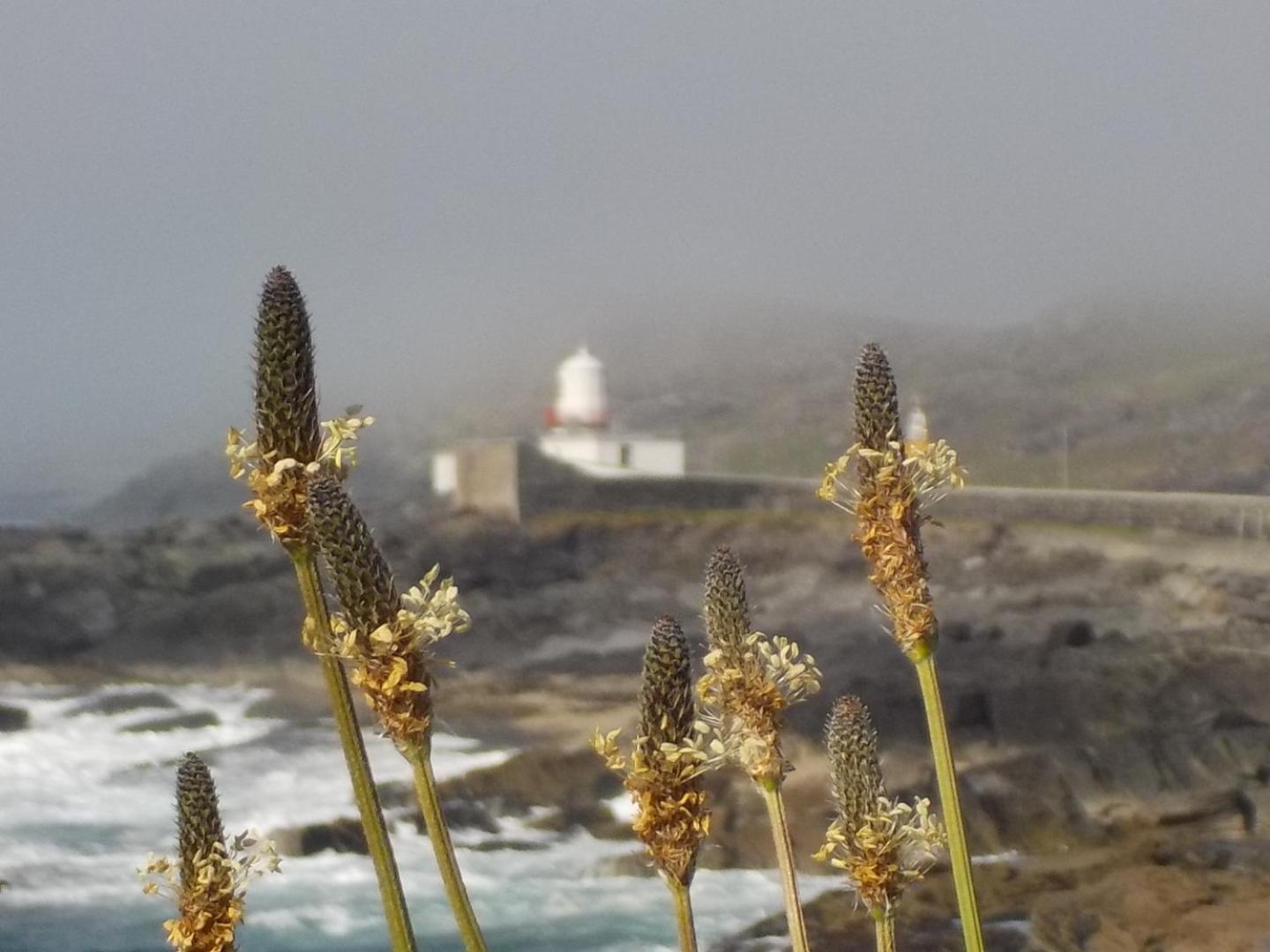 Horizon View Lodge: Seaside B&B on Valentia Island Knights Town Exterior photo